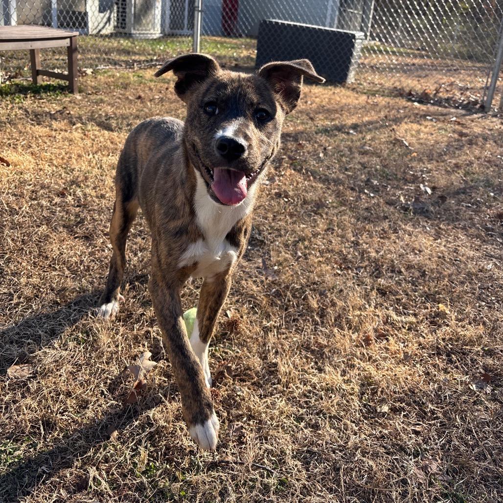 Enlarge Katalina, a Adoptable Mixed Breed in Roxboro, NC image 5/6