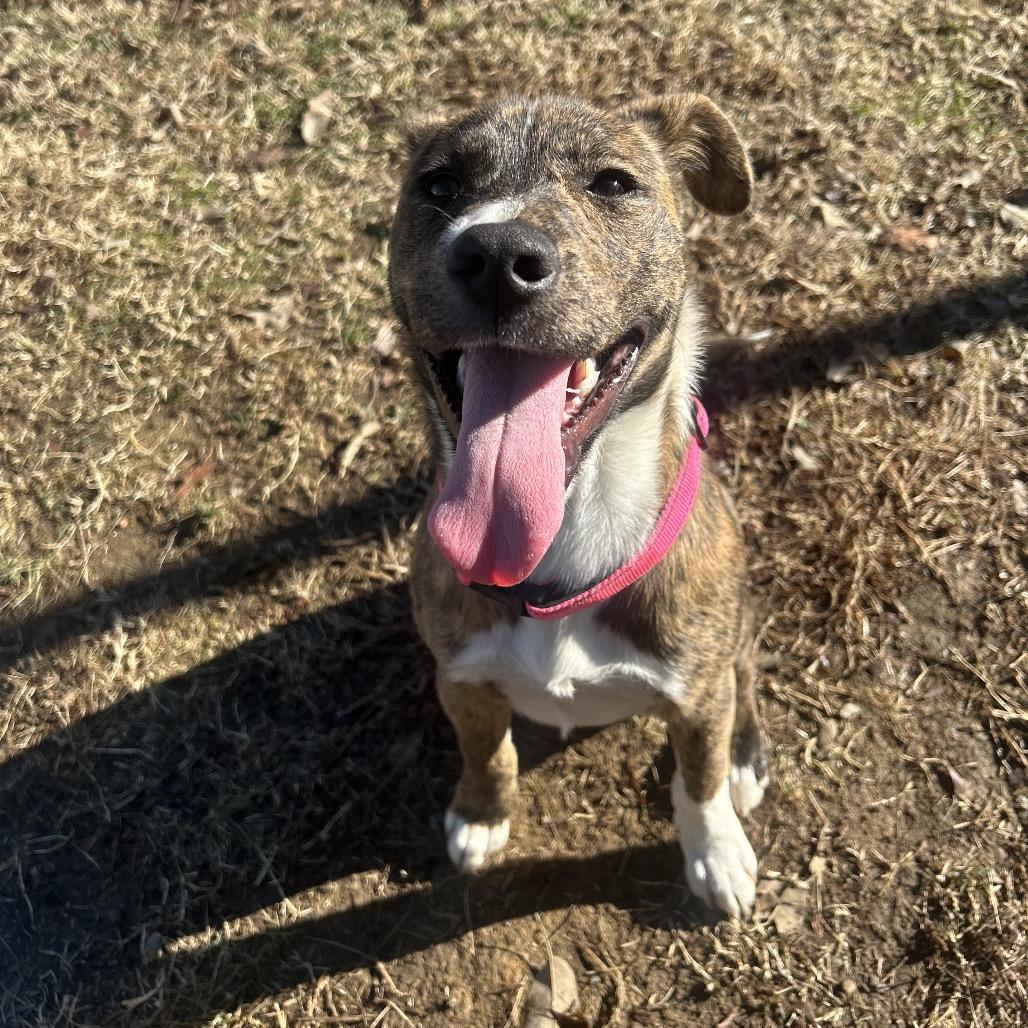 Enlarge Katalina, a Adoptable Mixed Breed in Roxboro, NC image 6/6