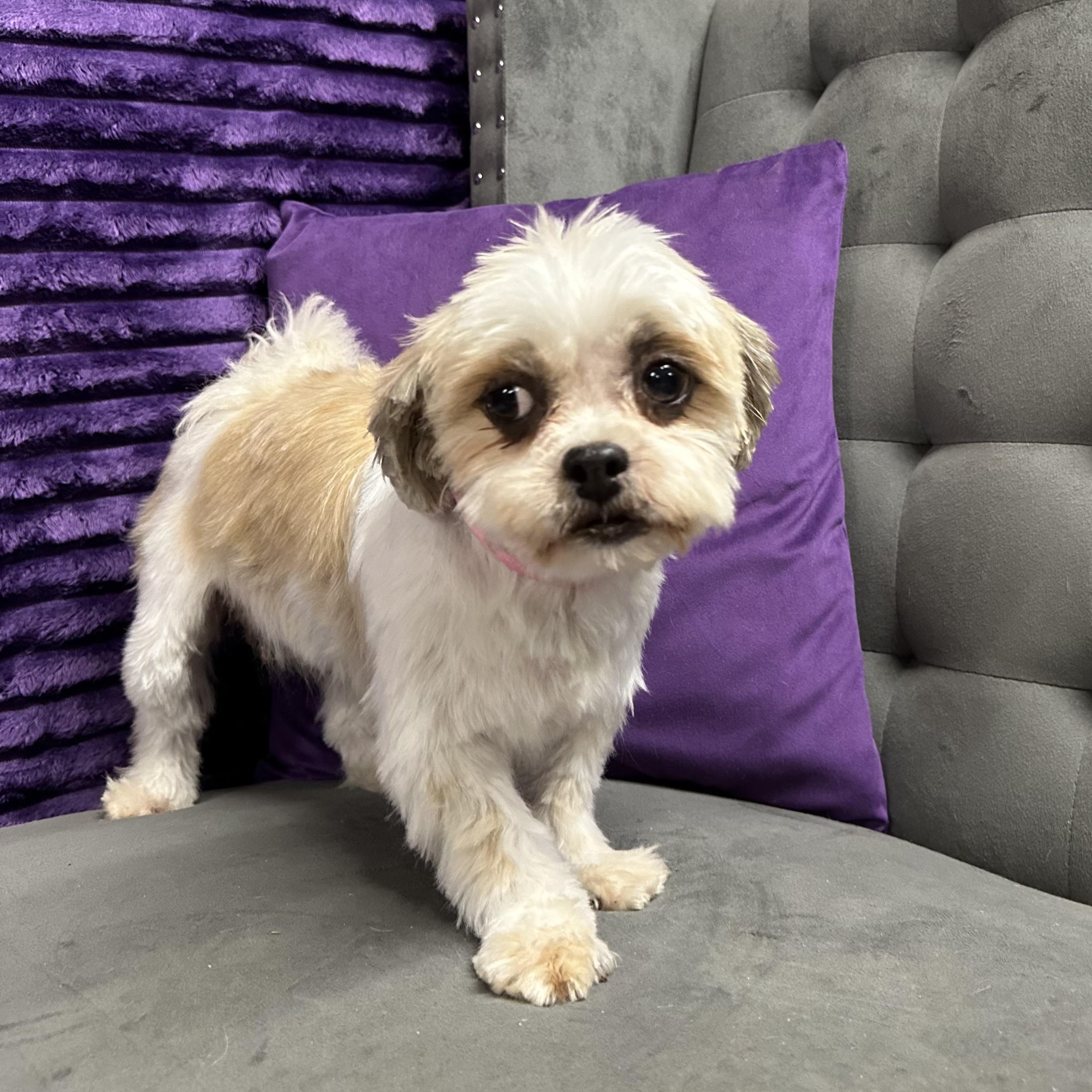 Jersey-Foster Home Needed