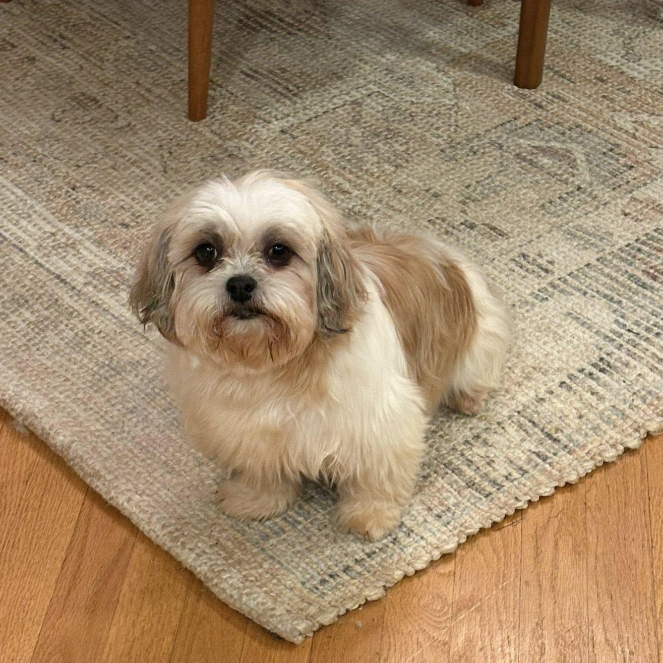 Enlarge Jersey, an adopted Shih Tzu in Hartland, WI image 1/6