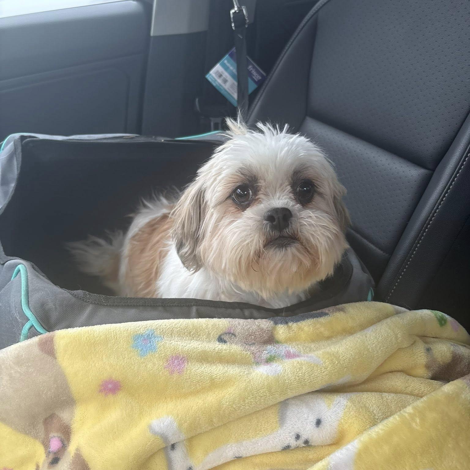 Enlarge Jersey, an adopted Shih Tzu in Hartland, WI image 2/6