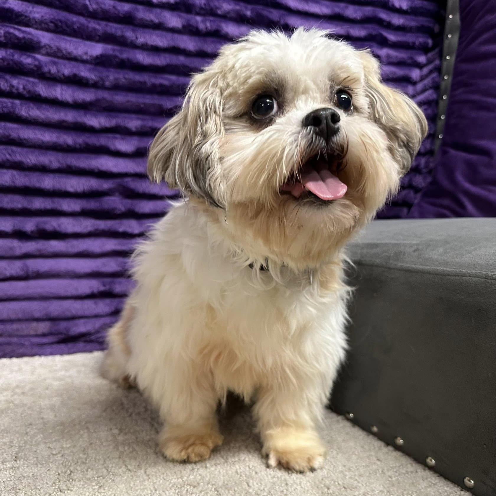 Enlarge Jersey, an adopted Shih Tzu in Hartland, WI image 3/6