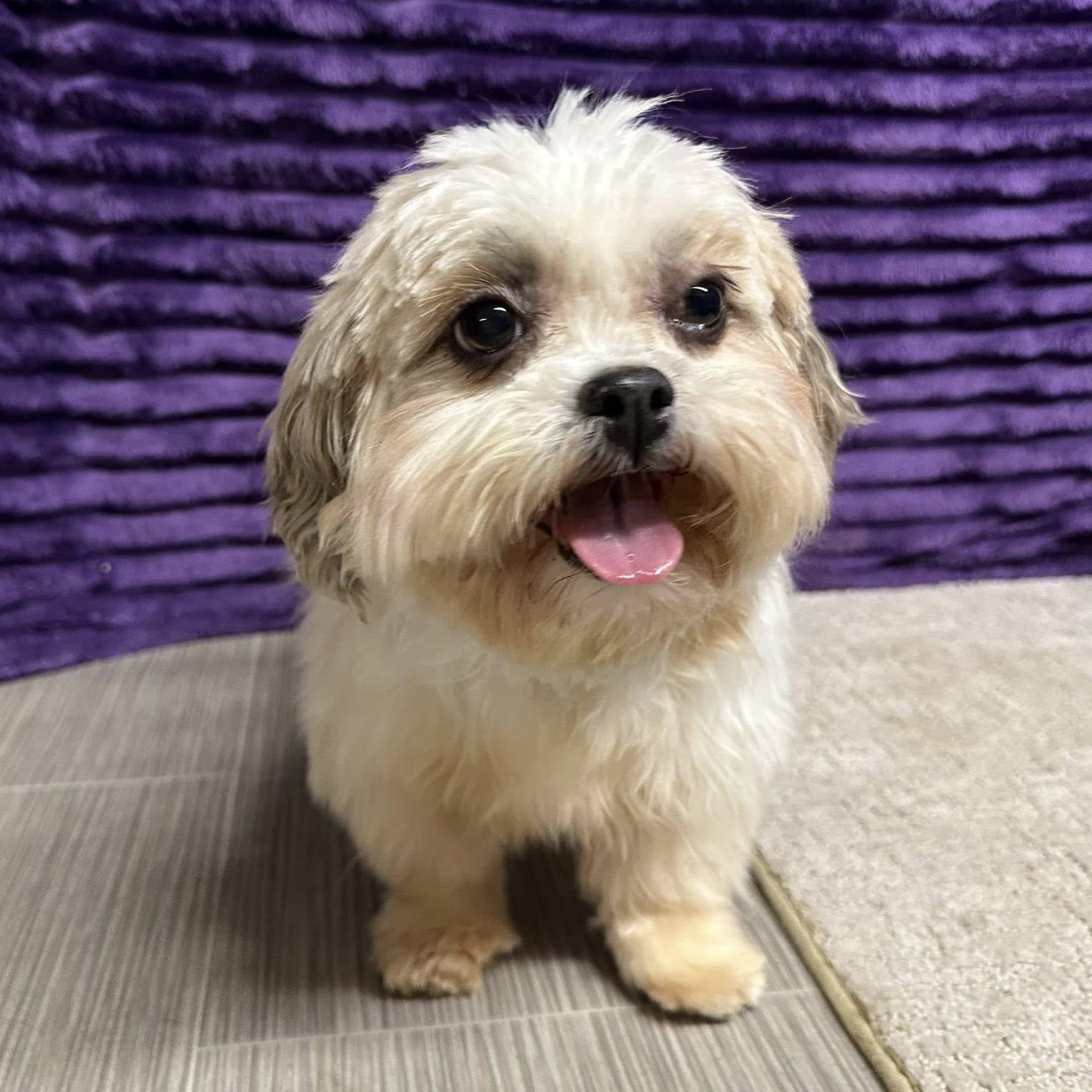 Jersey - Foster Home Needed