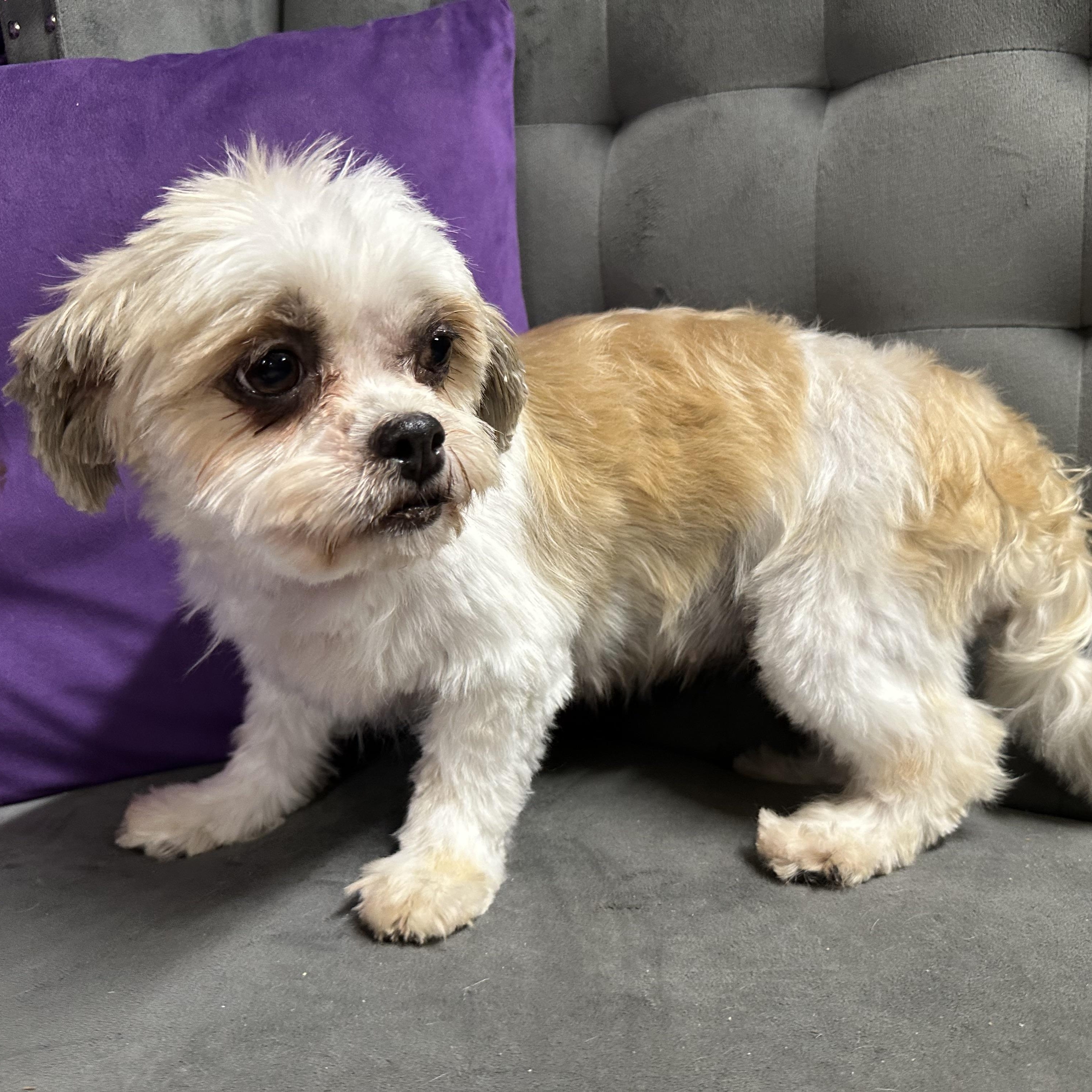 Jersey-Foster Home Needed