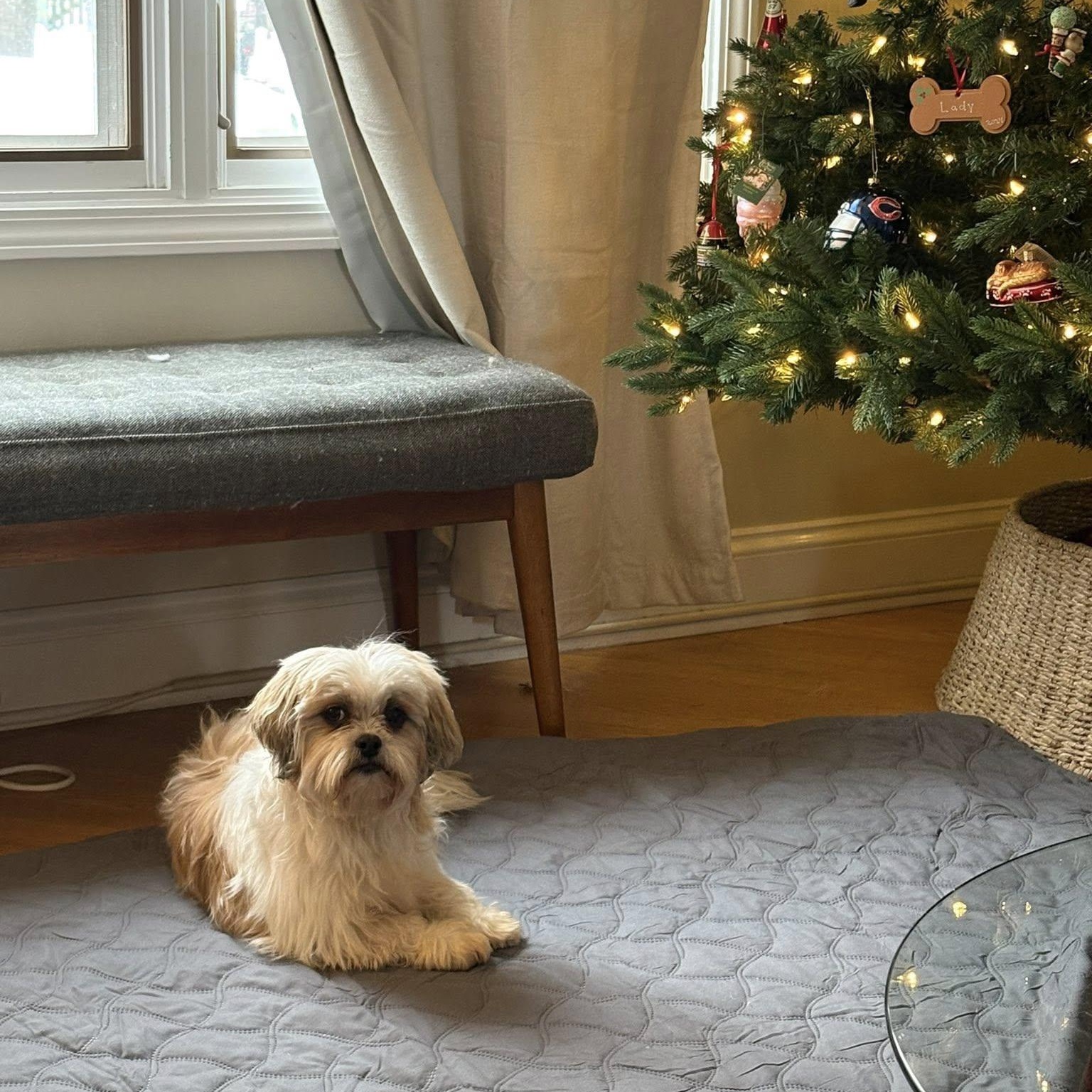Enlarge Jersey, an adopted Shih Tzu in Hartland, WI image 4/6