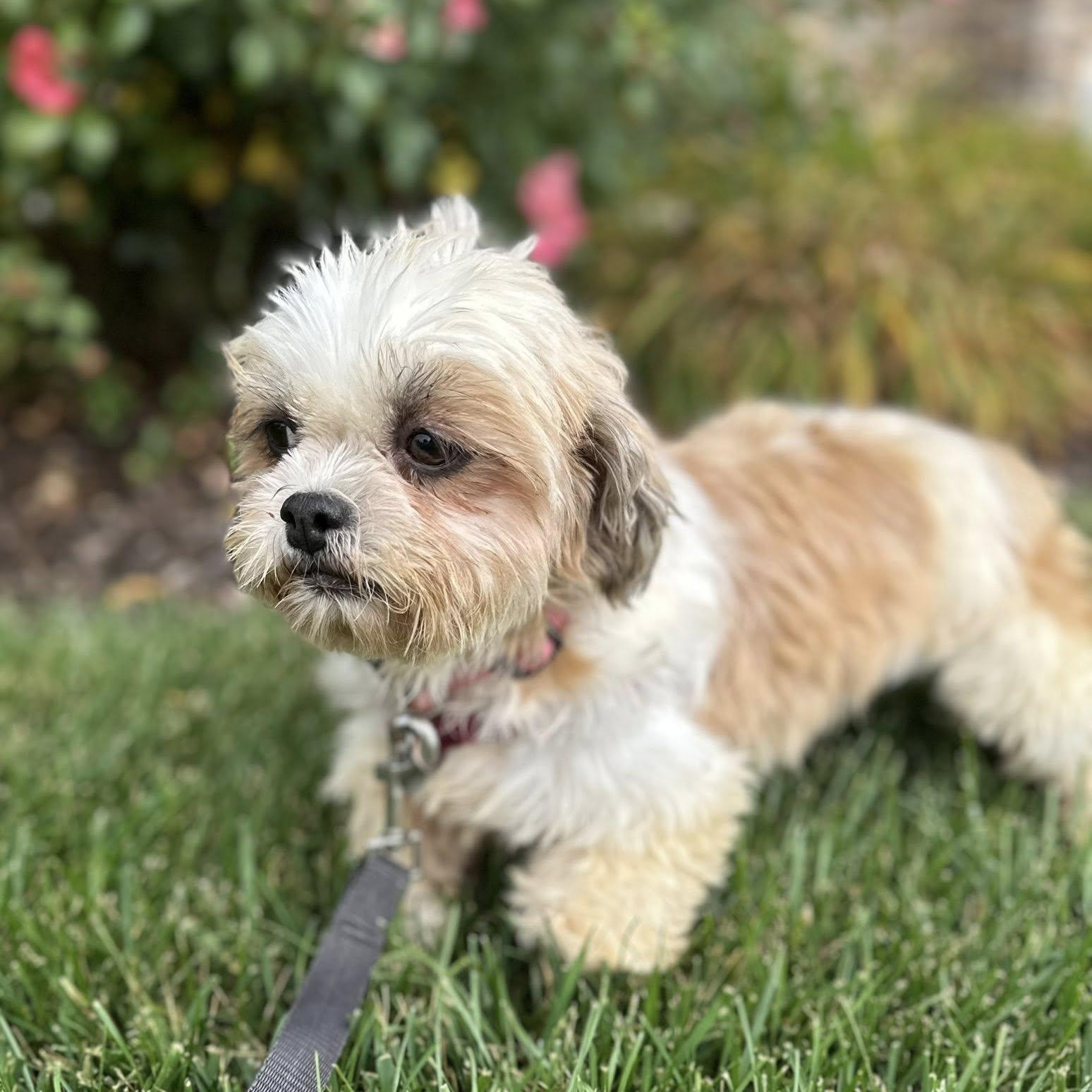 Enlarge Jersey, an adopted Shih Tzu in Hartland, WI image 5/6