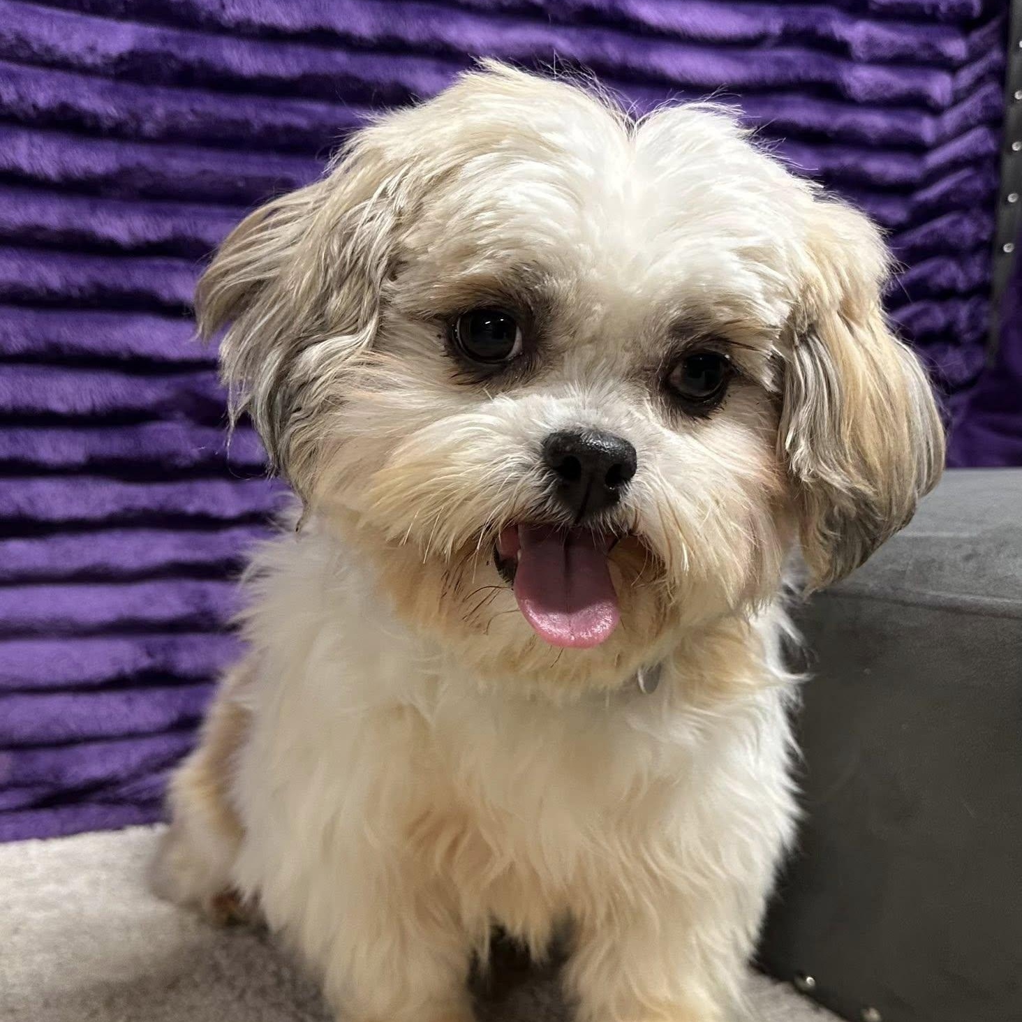 Jersey - Foster Home Needed