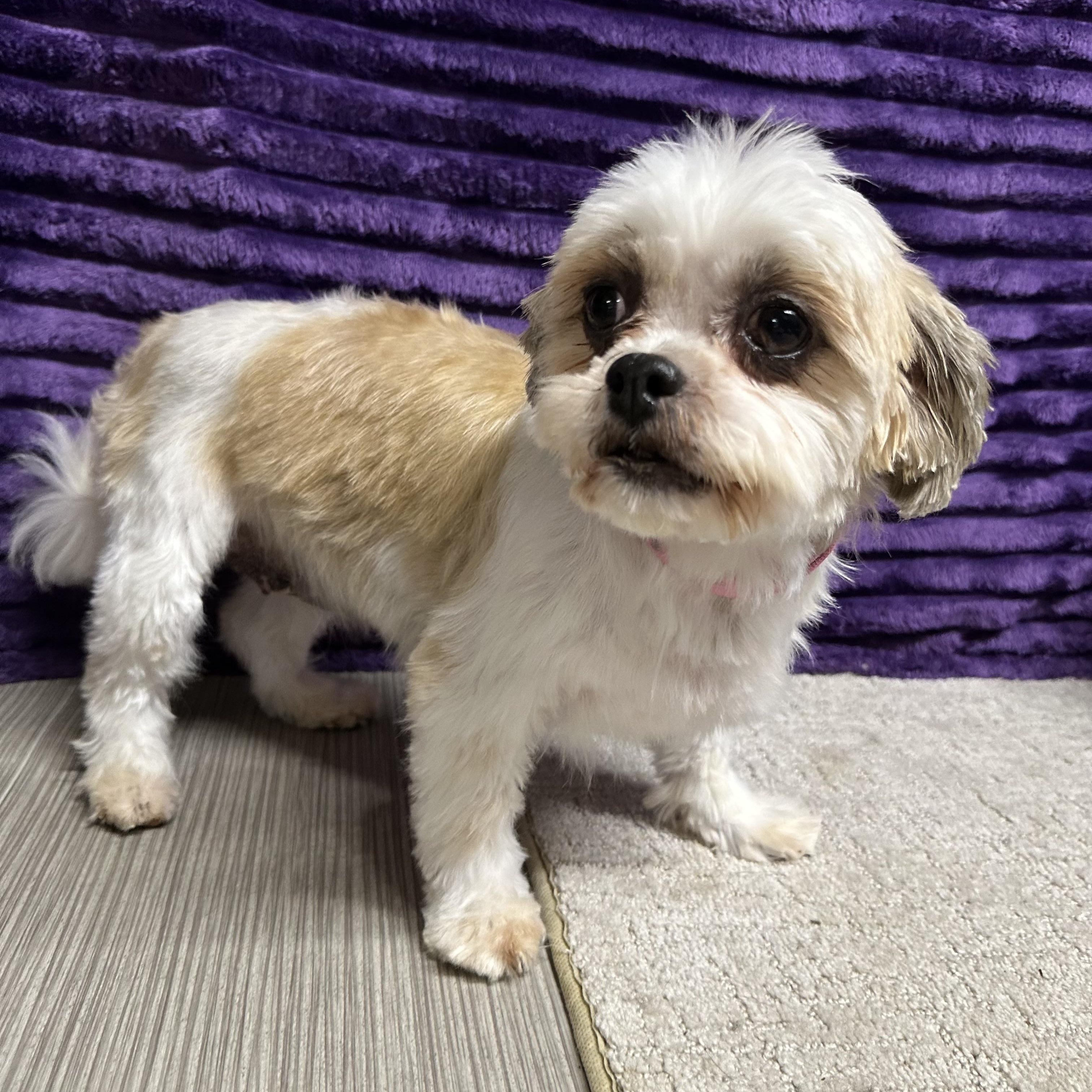 Jersey-Foster Home Needed