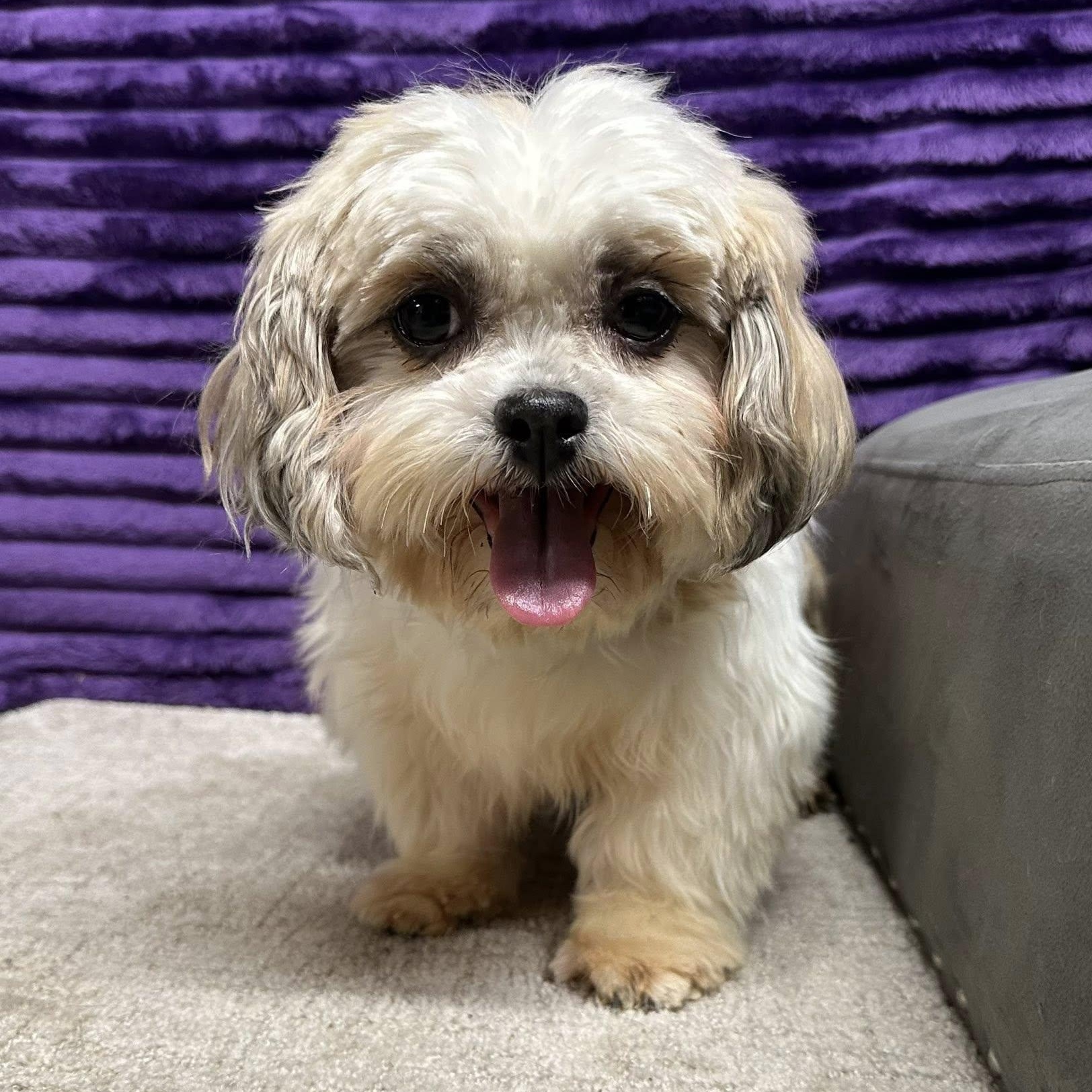 Jersey - Foster Home Needed