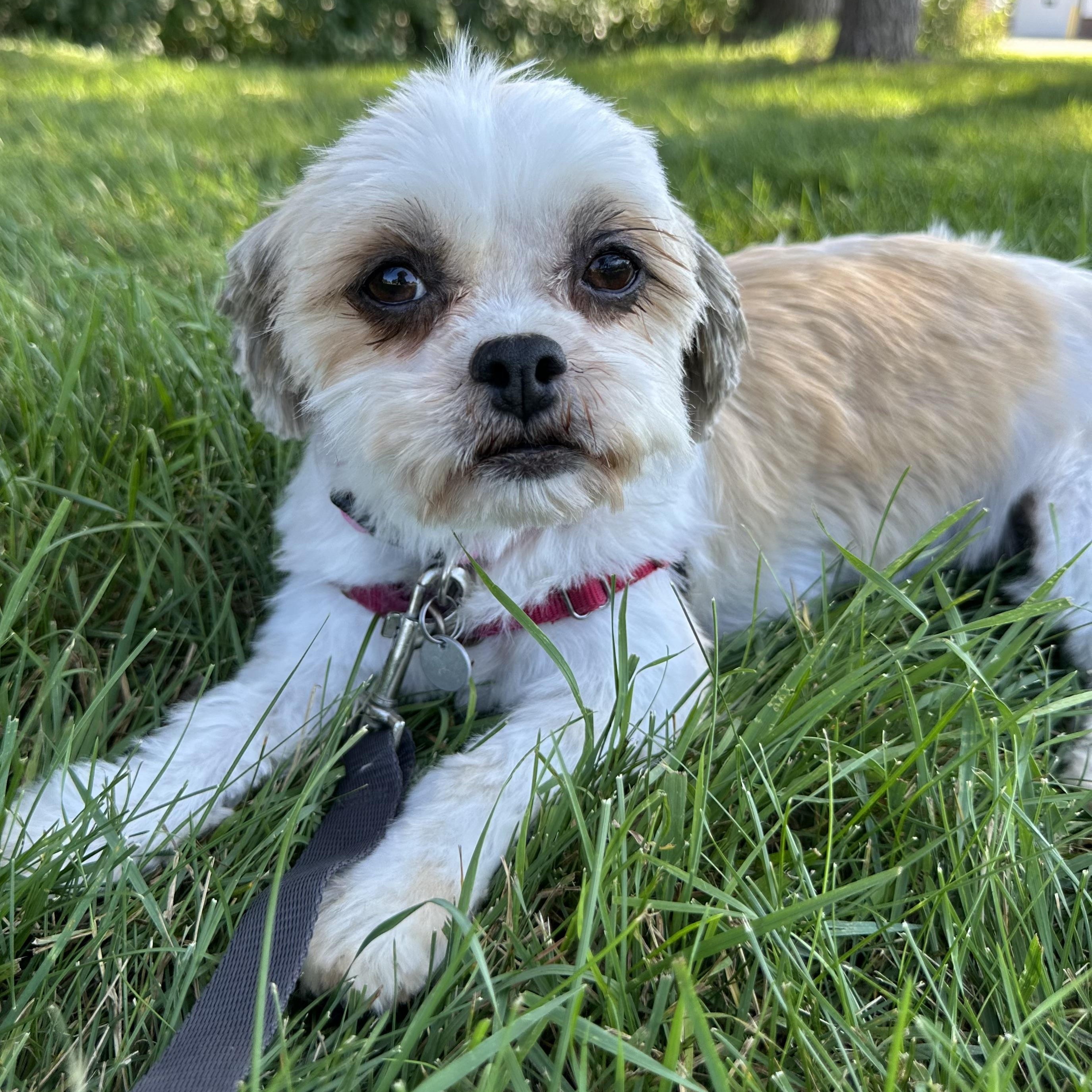 Jersey-Foster Home Needed