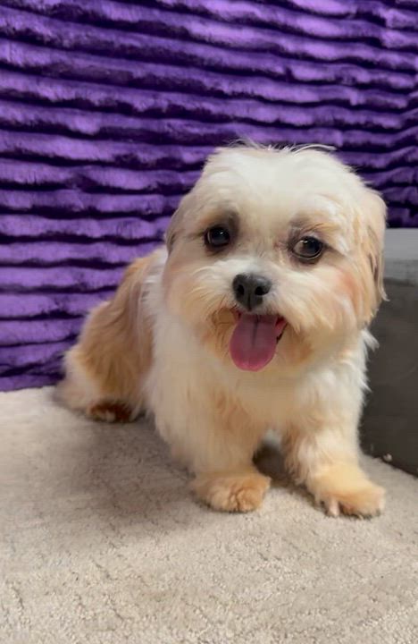 Enlarge Jersey, an adopted Shih Tzu in Hartland, WI video 6/6