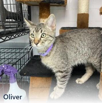 Oliver, Adoptable, Young Male Domestic Short Hair & Domestic Short Hair.