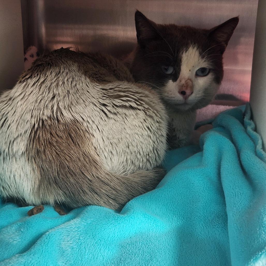 Enlarge Jag, a Adoptable Domestic Medium Hair in Cedaredge, CO image 1/2