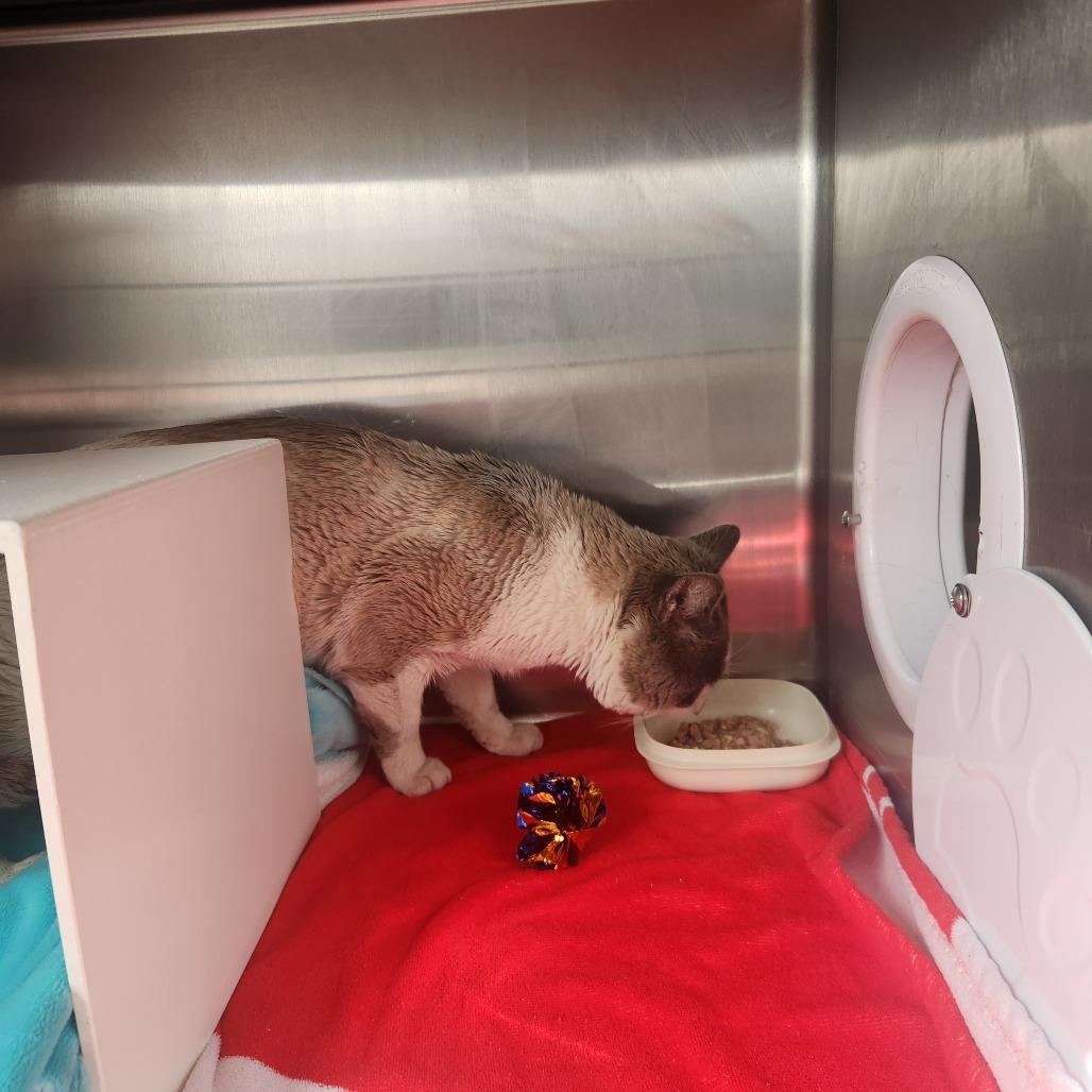 Enlarge Jag, a Adoptable Domestic Medium Hair in Cedaredge, CO image 2/2