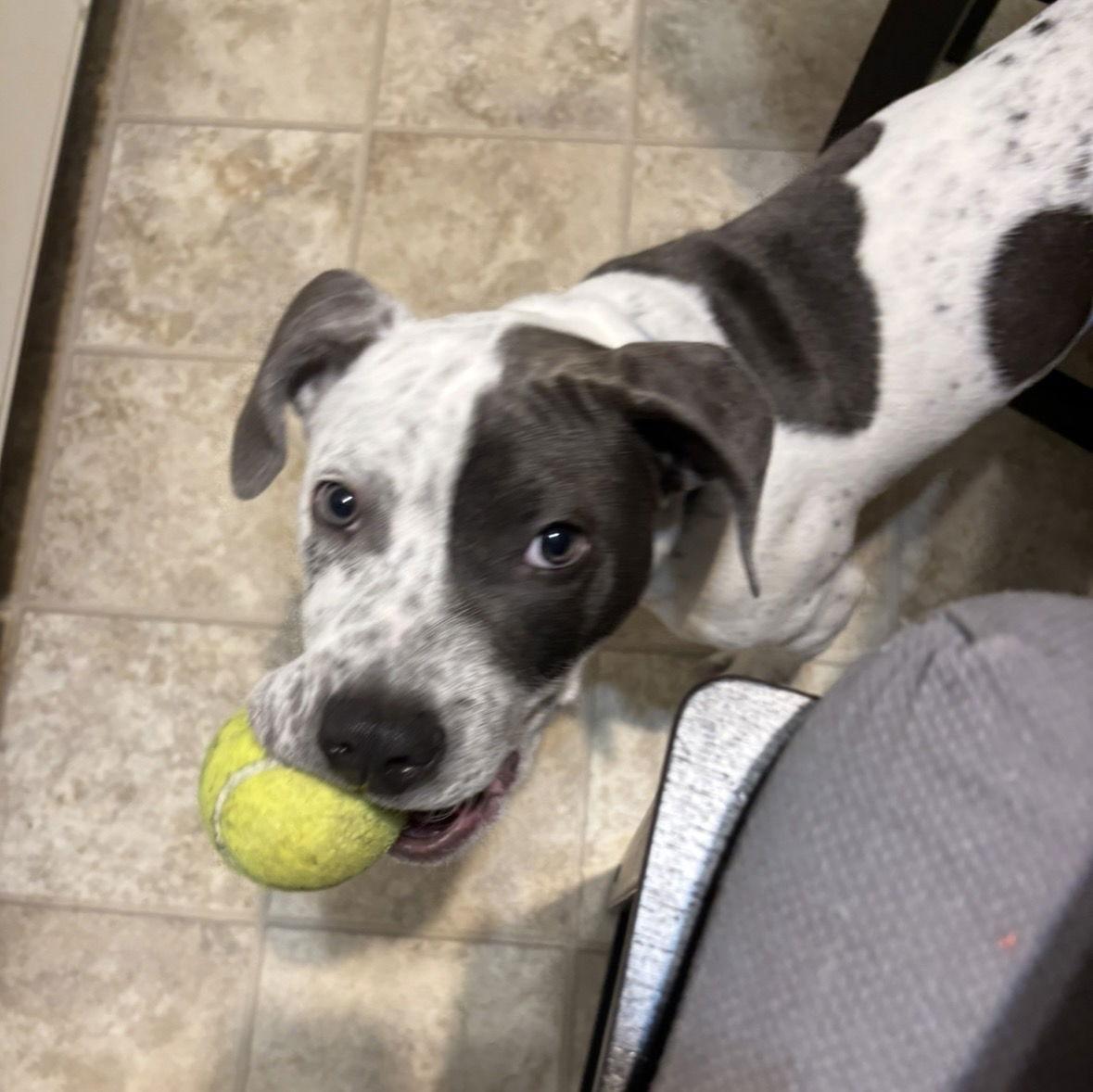 Forrest, Adoptable, Young Male Hound & Terrier.