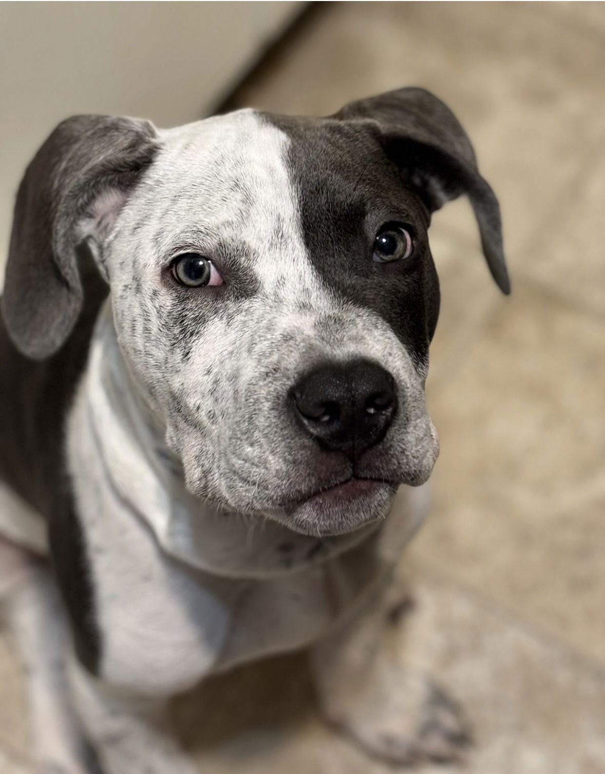Enlarge Forrest, a Adoptable mixed breed in Westminster, MD image 2/2