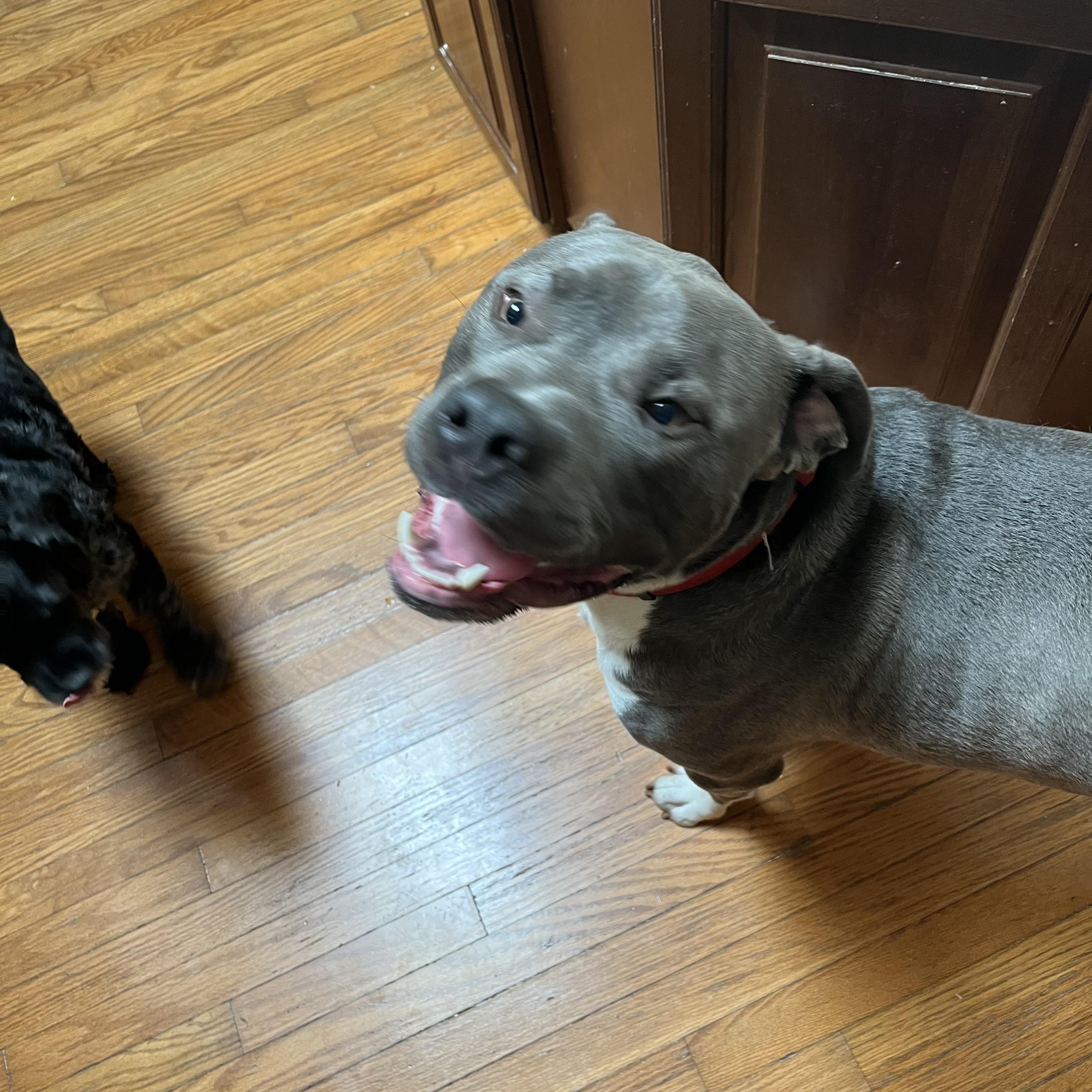 Loki, a Adoptable American Bully in Sellersburg, IN image 3/4