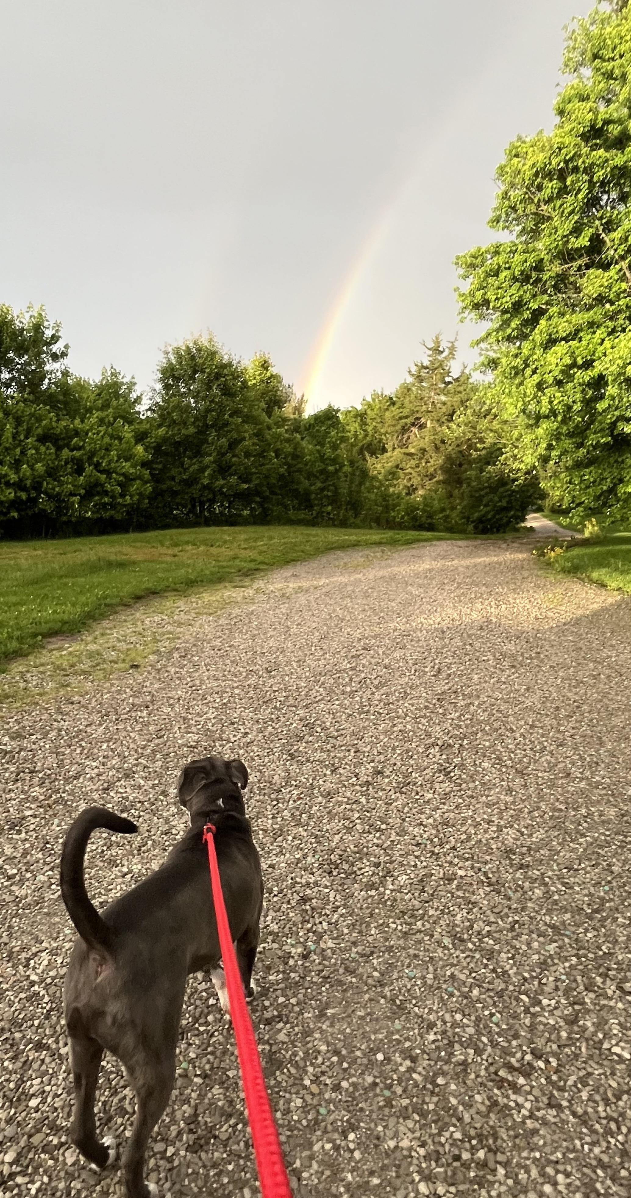 Loki, a Adoptable American Bully in Sellersburg, IN image 4/4