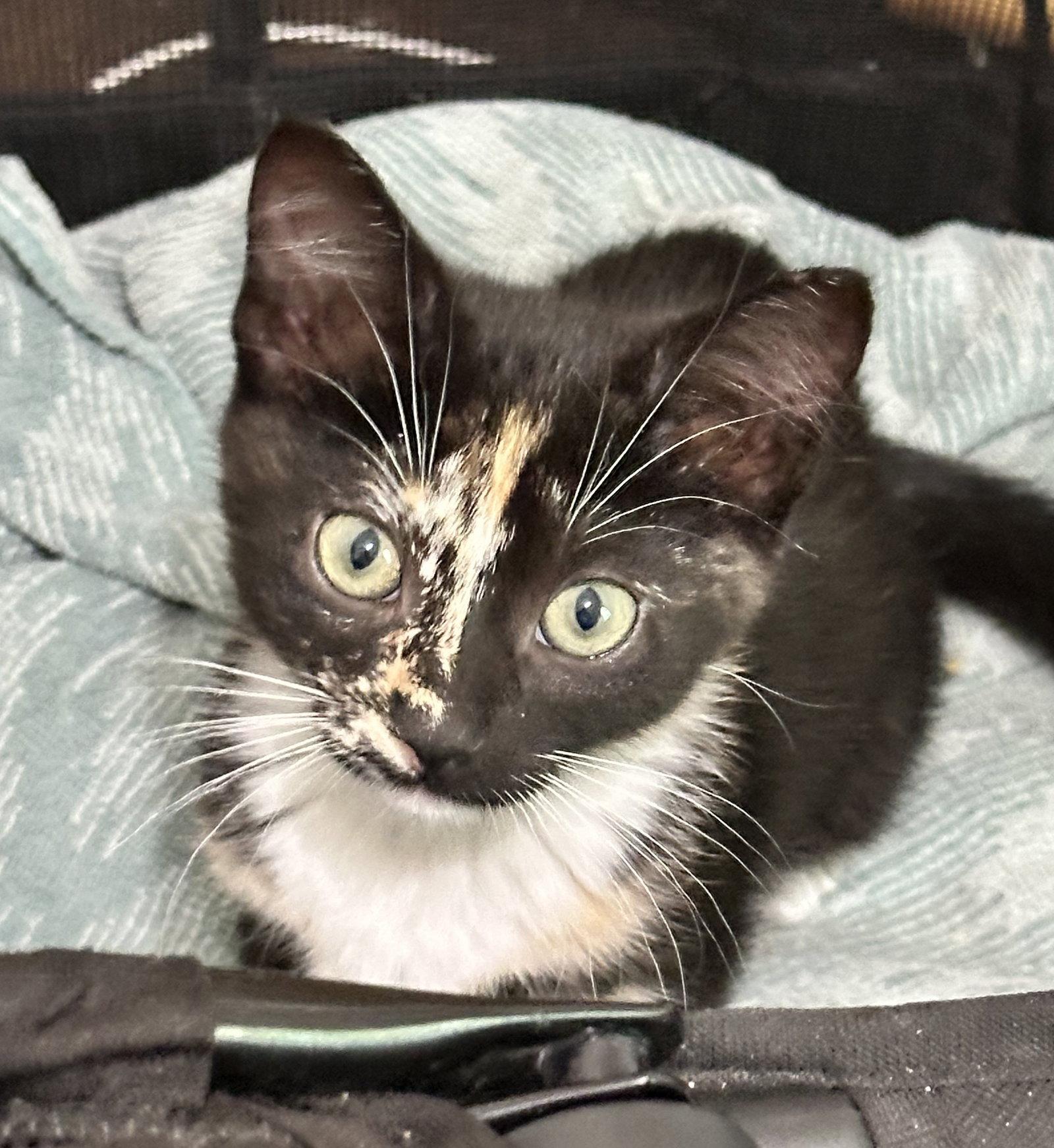 Enlarge Spice, a Adopted Domestic Short Hair in Shawnee, KS image 1/2