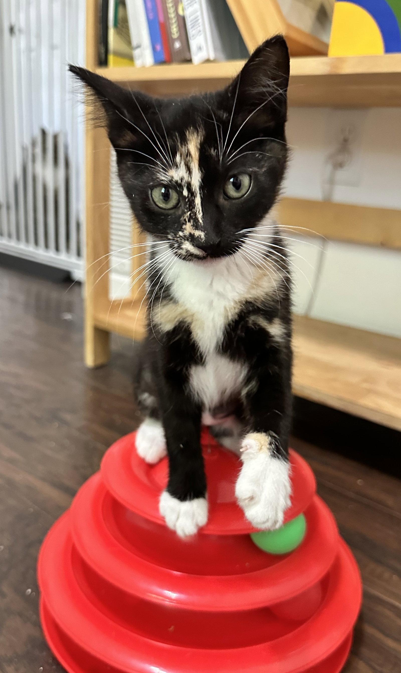 Enlarge Spice, a Adopted Domestic Short Hair in Shawnee, KS image 2/2