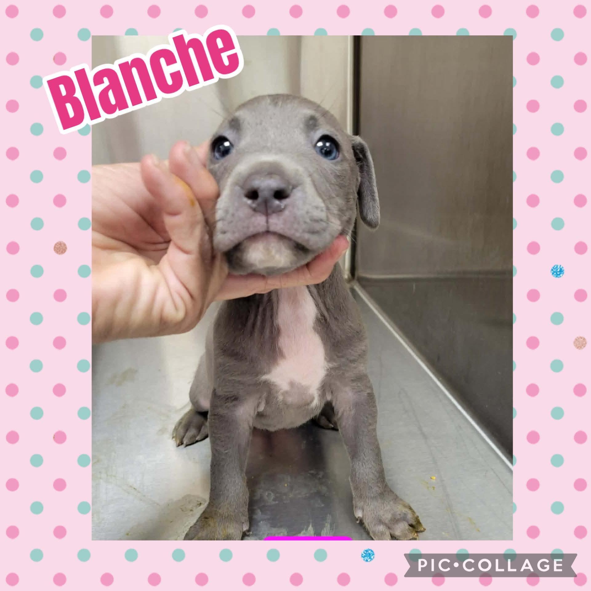 Enlarge Blanche, an adopted mixed breed in Ringwood, NJ image 1/1