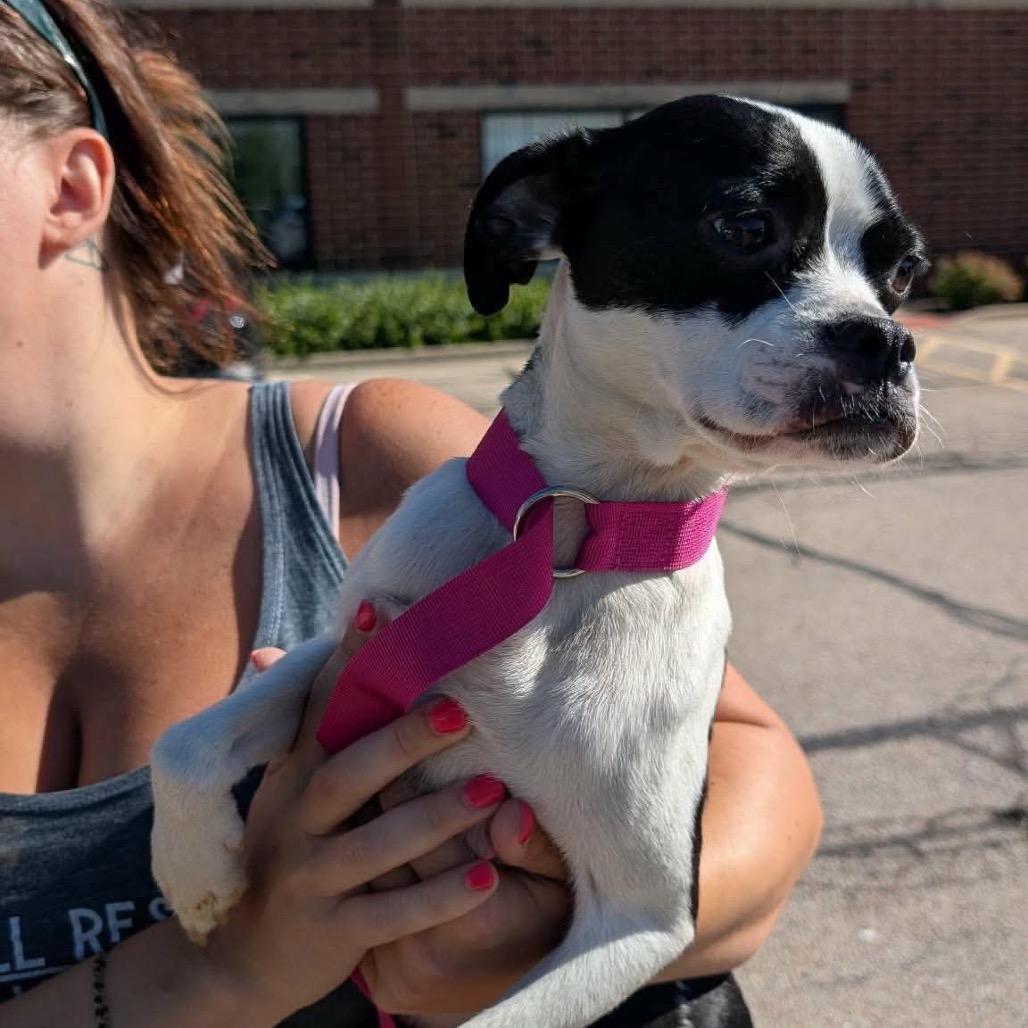 Elle Kennedy, a Adoptable mixed breed in St. Charles, IL image 1/6