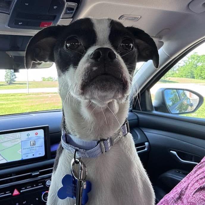 Elle Kennedy, a Adoptable mixed breed in St. Charles, IL image 2/6