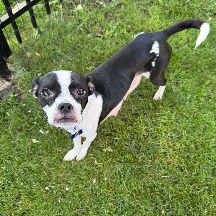 Elle Kennedy, a Adoptable mixed breed in St. Charles, IL image 3/6