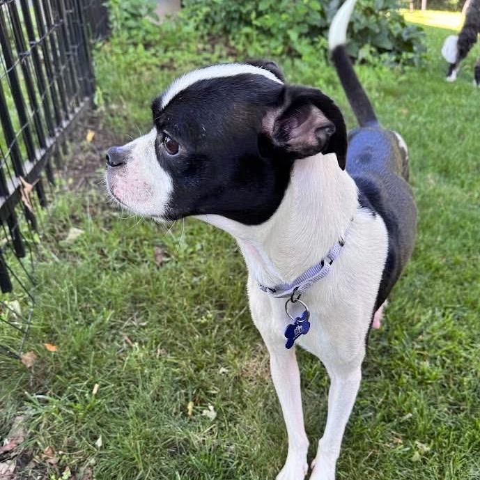 Elle Kennedy, a Adoptable mixed breed in St. Charles, IL image 4/6