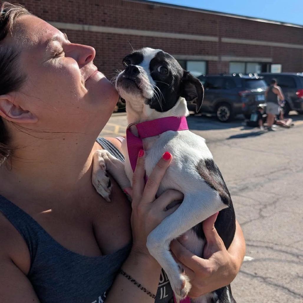 Elle Kennedy, a Adoptable mixed breed in St. Charles, IL image 5/6