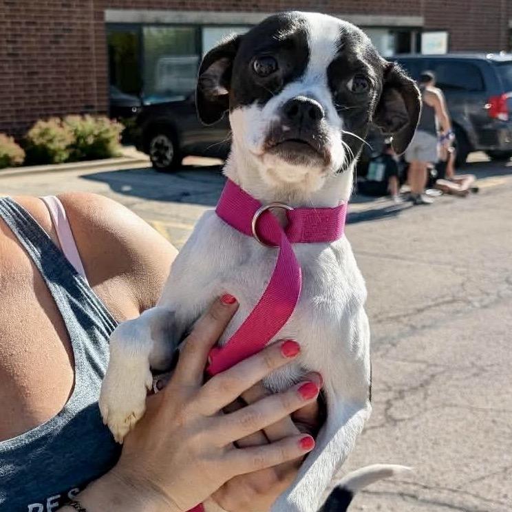 Elle Kennedy, a Adoptable mixed breed in St. Charles, IL image 6/6