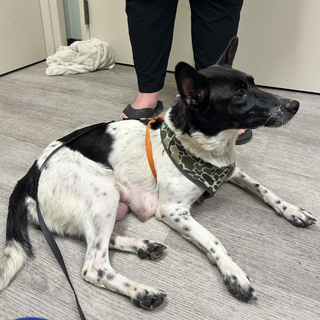 Oreo, Adoptable, Young Female Cattle Dog & Rat Terrier.