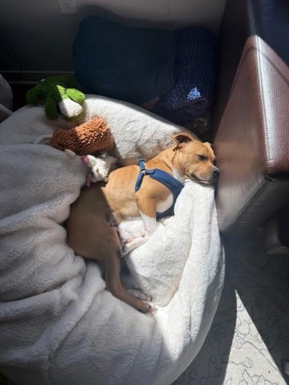 Enlarge Ash, a Adoptable mixed breed in Gainesville, FL image 1/3