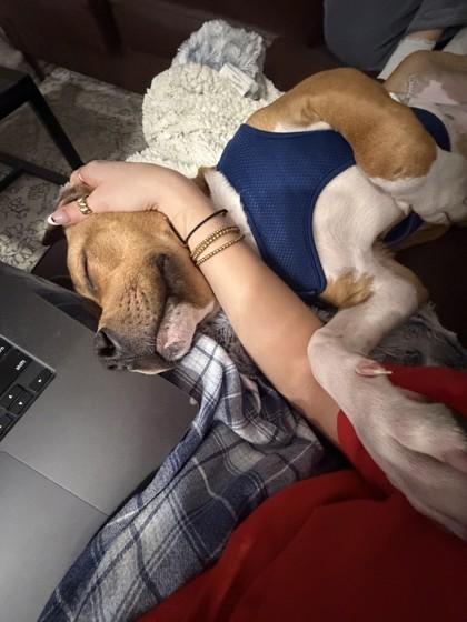 Enlarge Ash, a Adoptable mixed breed in Gainesville, FL image 2/3