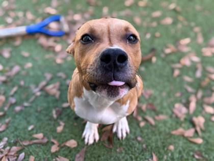 Enlarge Ash, a Adoptable mixed breed in Gainesville, FL image 3/3