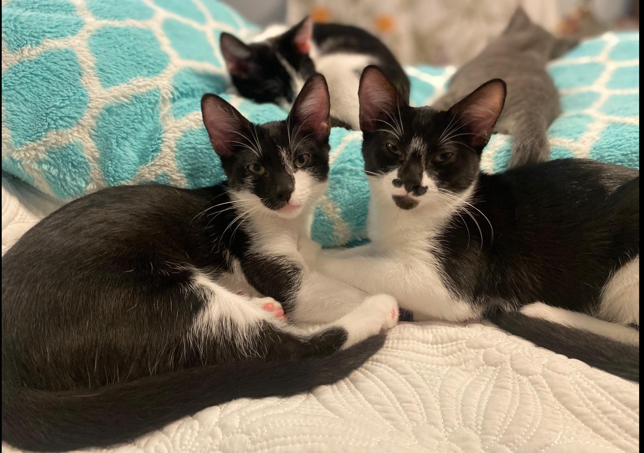 Linus, Adopted, Kitten Male Domestic Short Hair.