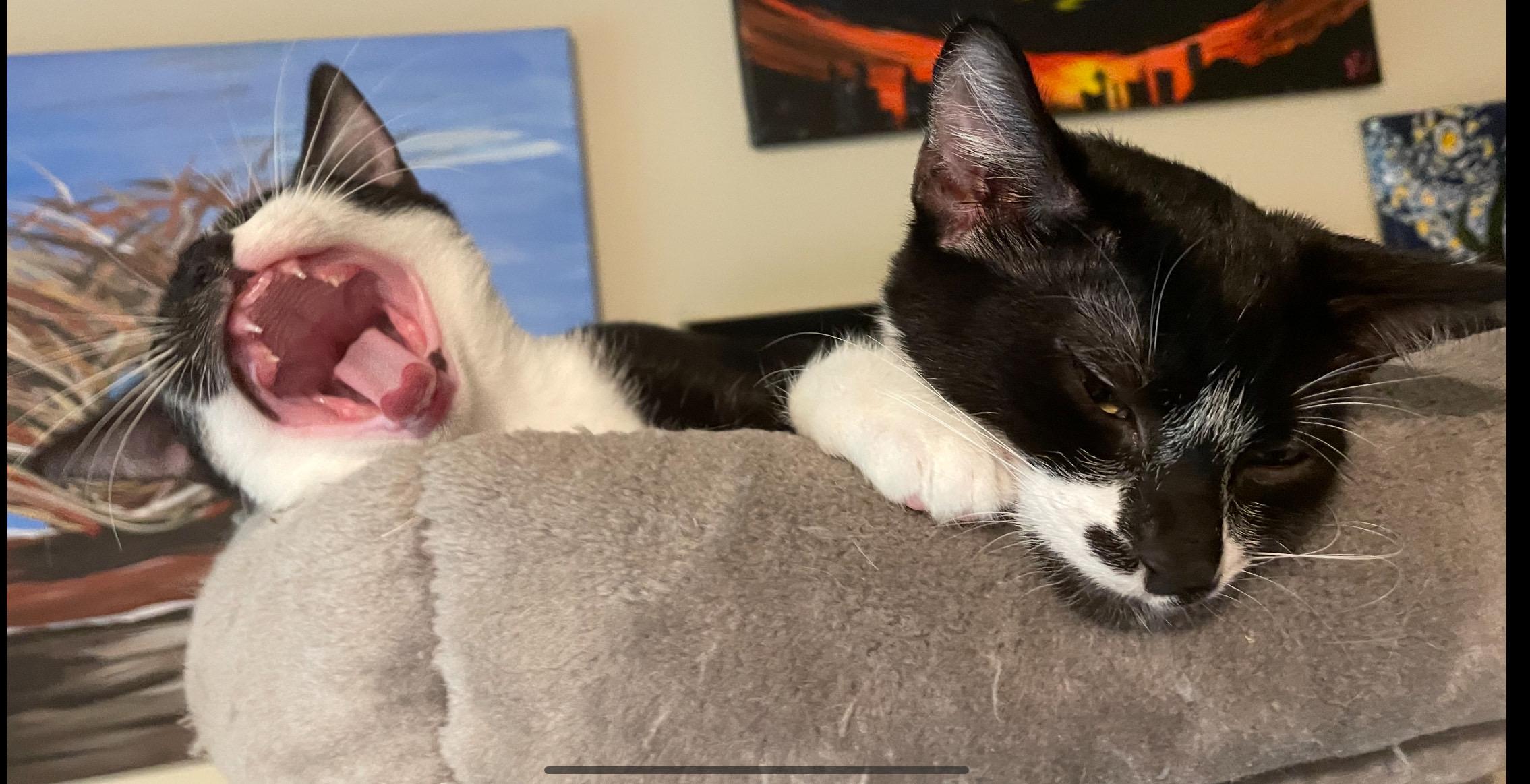 Enlarge Linus, a Adopted Domestic Short Hair in Port Republic, MD image 2/5