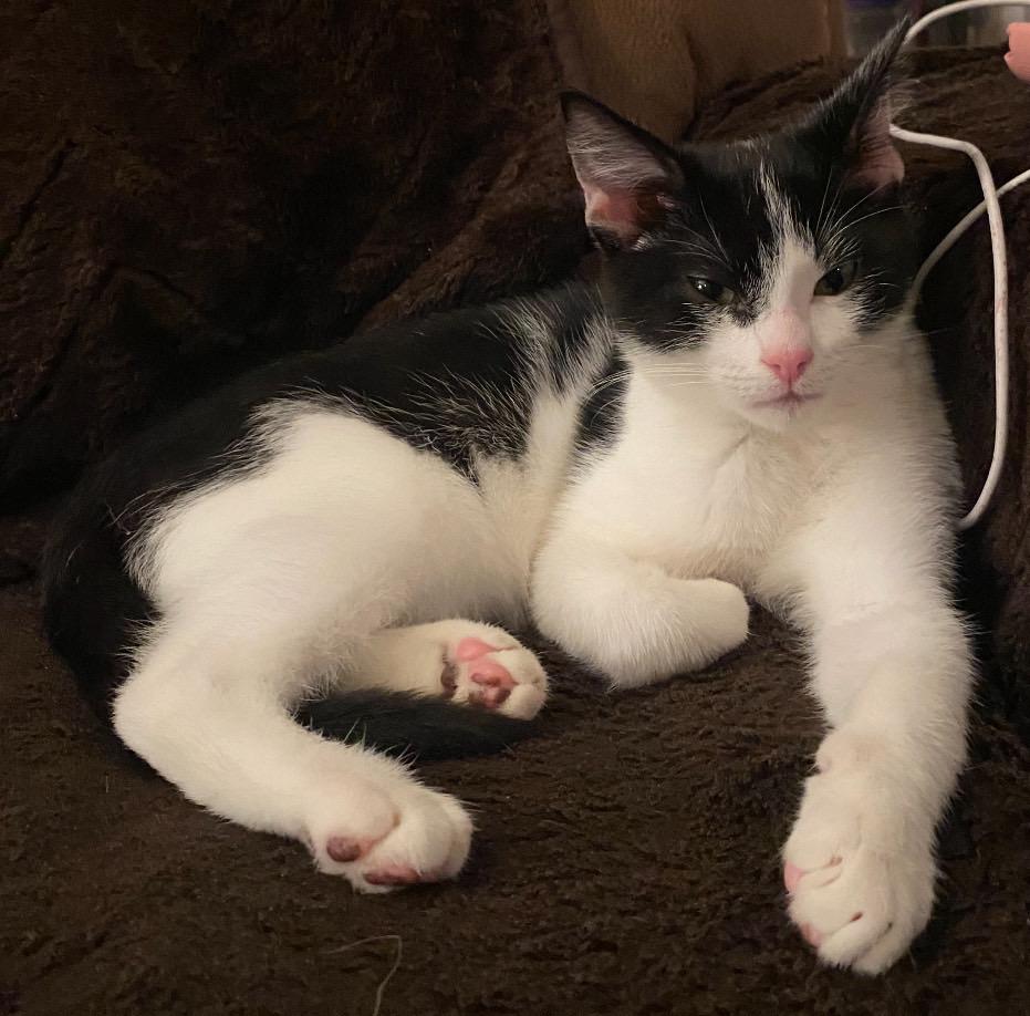 Enlarge Linus, a Adopted Domestic Short Hair in Port Republic, MD image 4/5