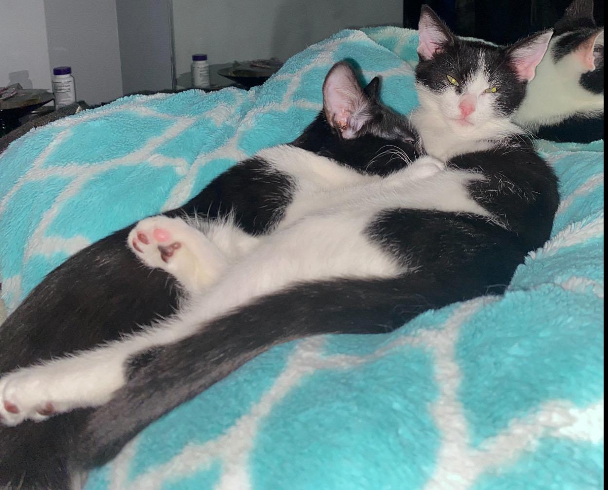 Enlarge Linus, a Adopted Domestic Short Hair in Port Republic, MD image 5/5