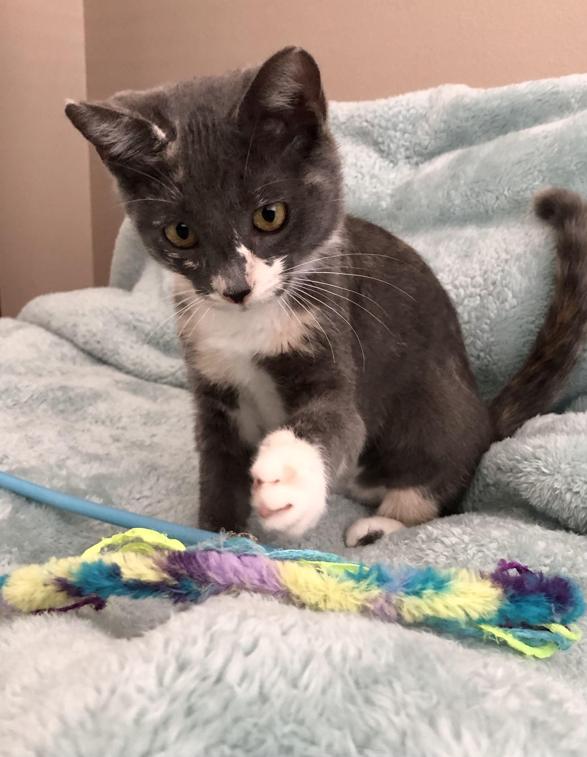 Enlarge Oakley, a Adopted Calico in Norco, CA image 3/4