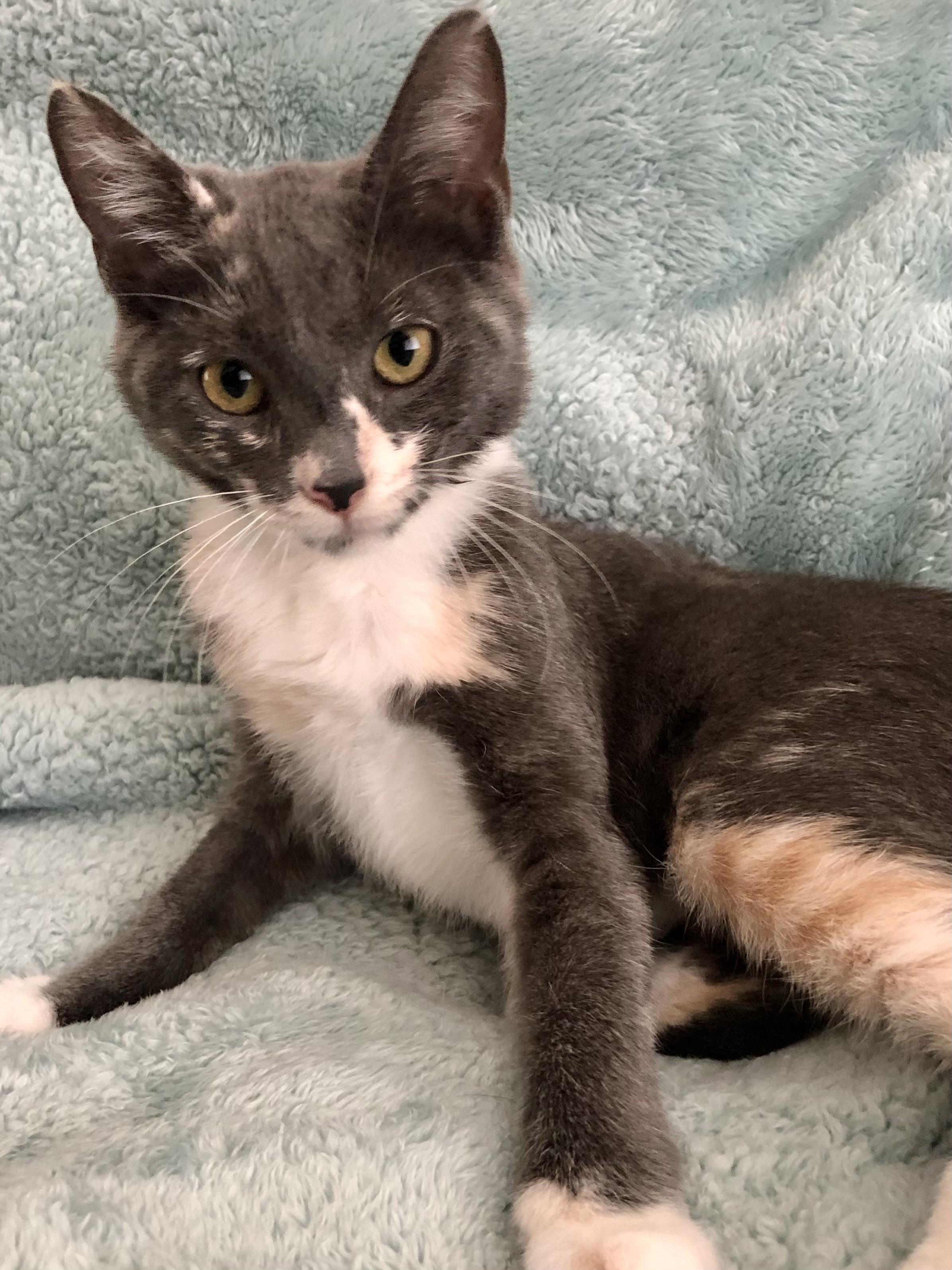 Enlarge Oakley, a Adopted Calico in Norco, CA image 1/4