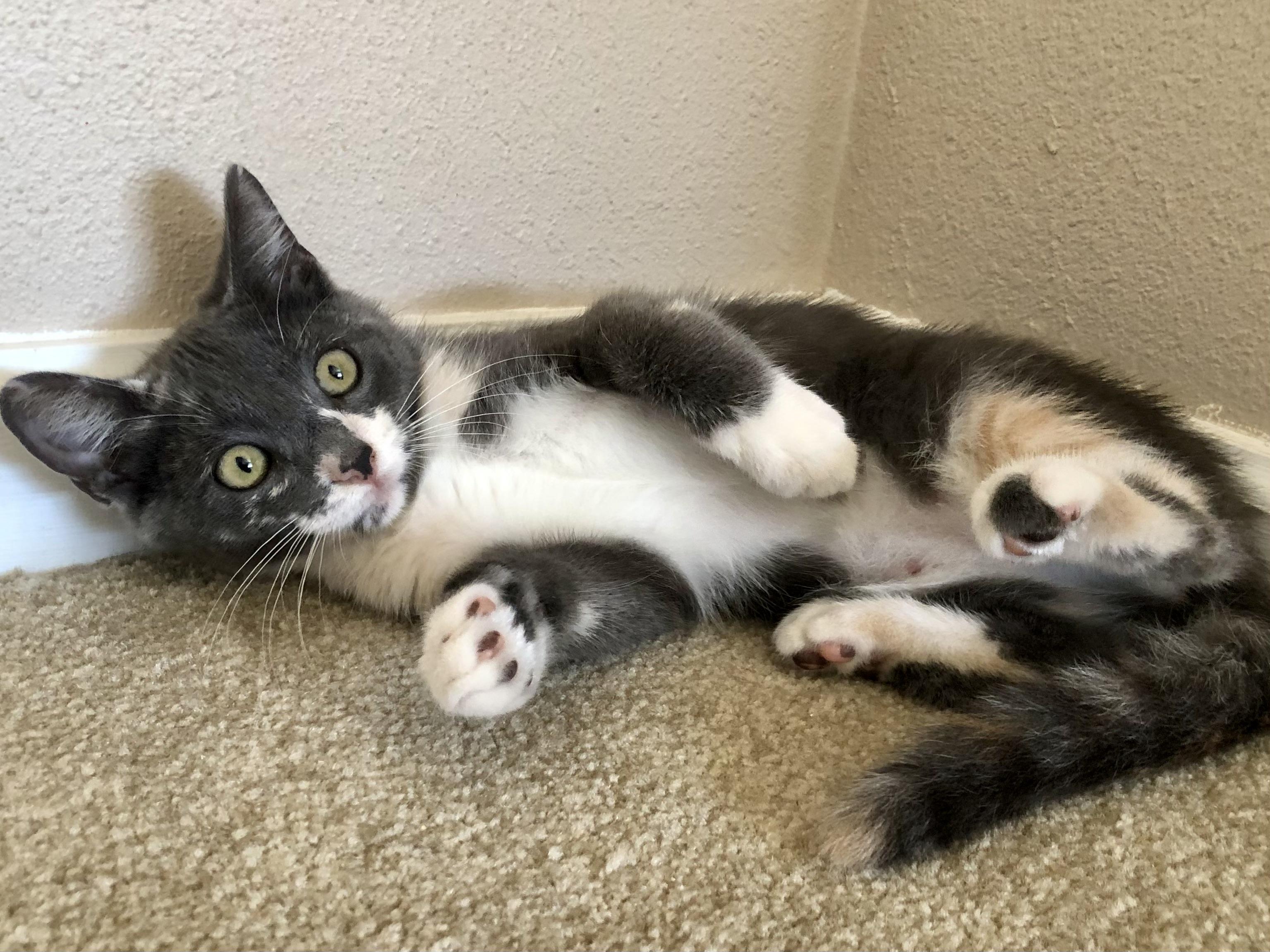 Enlarge Oakley, a Adopted Calico in Norco, CA image 4/4