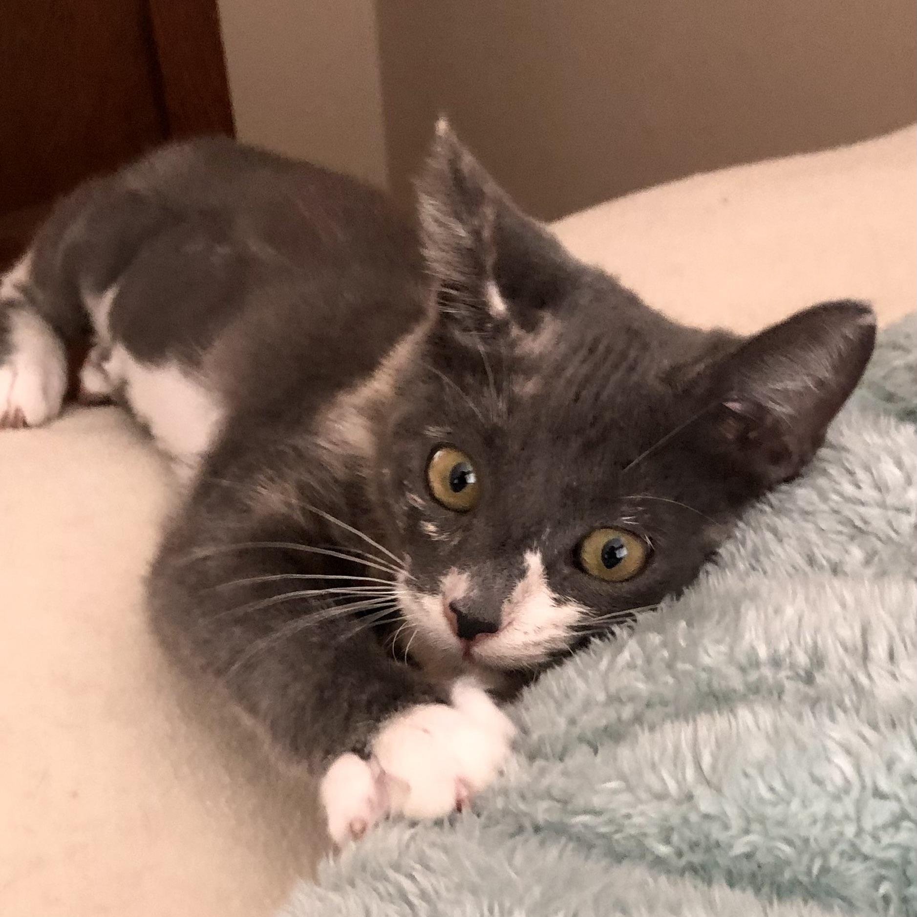 Enlarge Oakley, a Adopted Calico in Norco, CA image 2/4