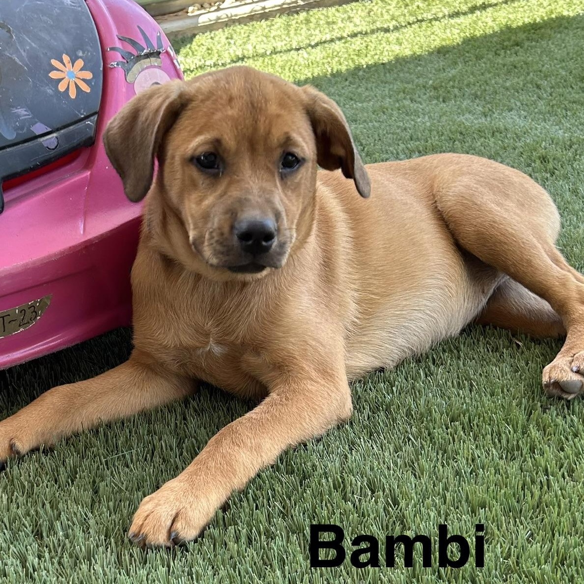 Enlarge Bambi, an adopted mixed breed in Tumwater, WA image 6/6
