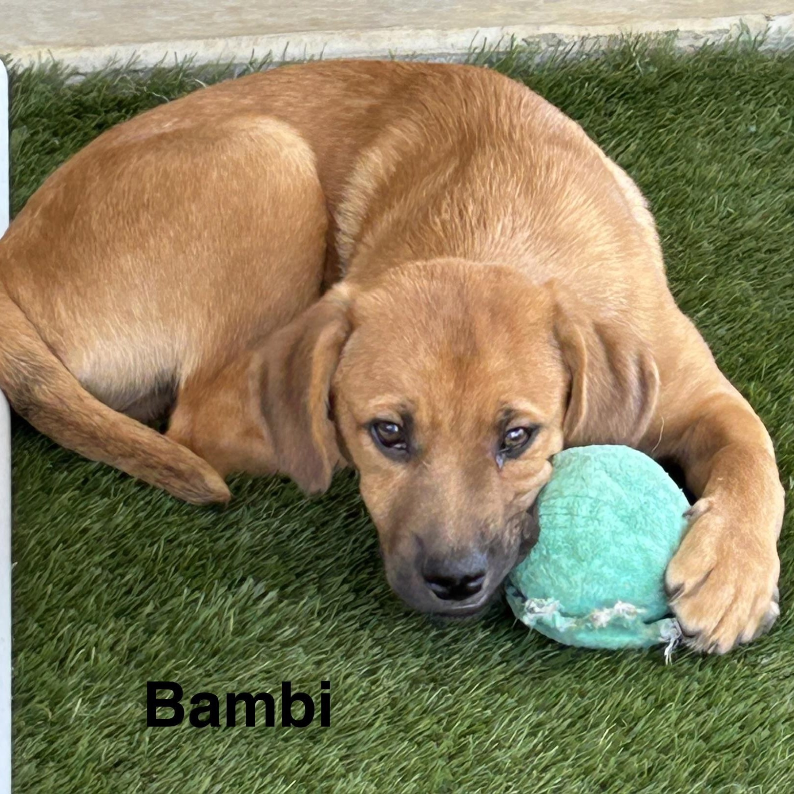 Enlarge Bambi, an adopted mixed breed in Tumwater, WA image 2/6