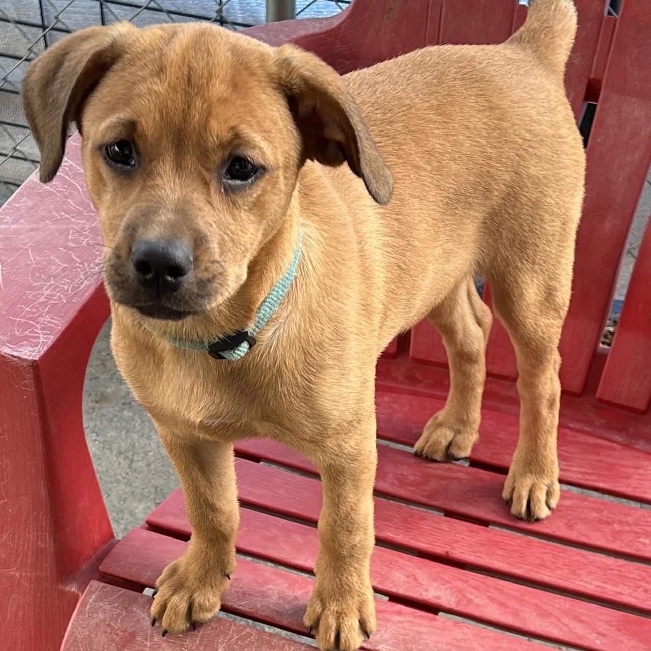 Bambi, adopted, Puppy Female Rottweiler.