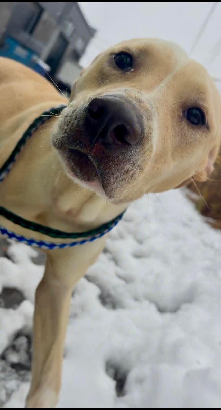 Gibbs, Adoptable, Young Male Labrador Retriever.