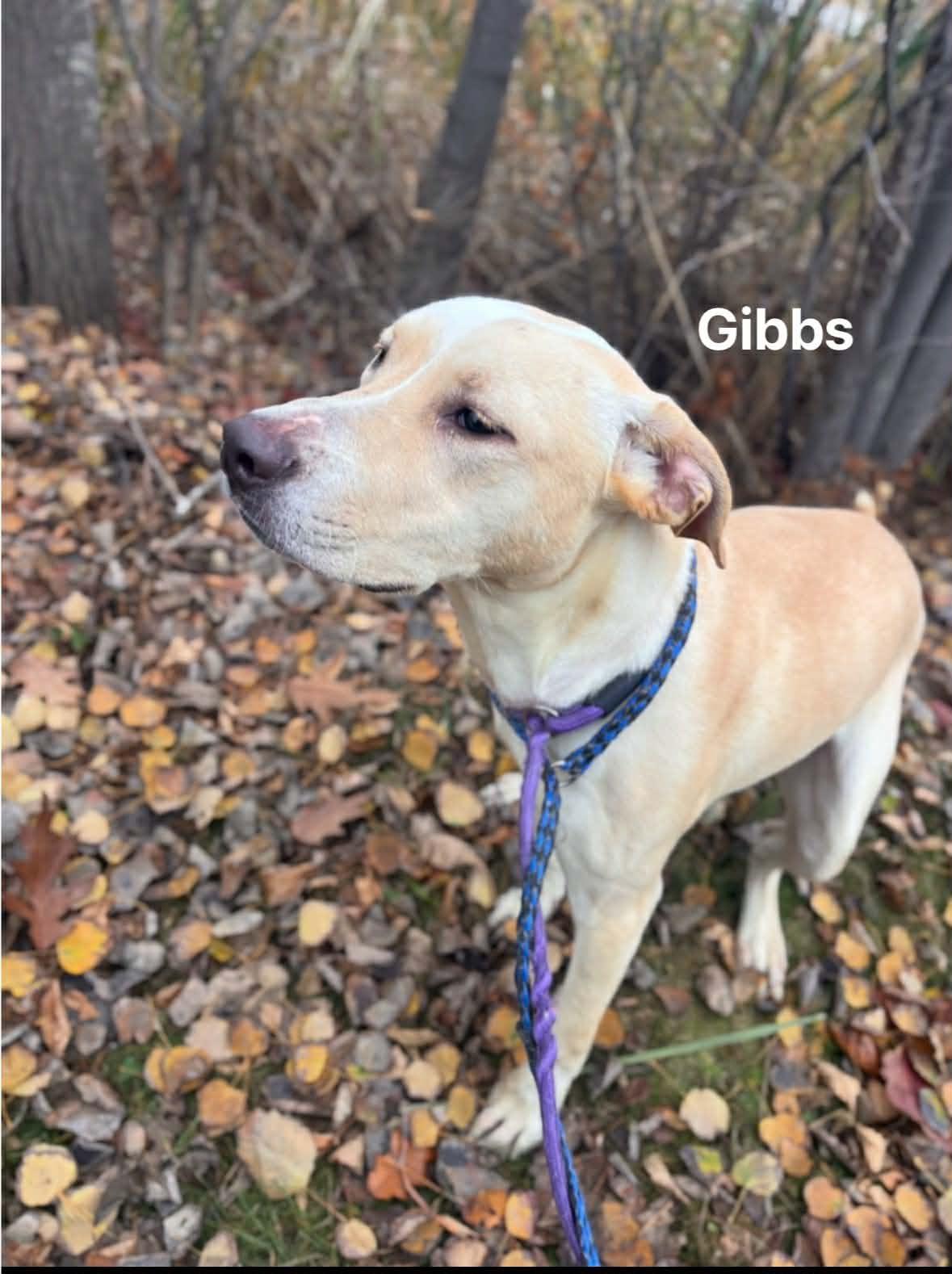 Gibbs