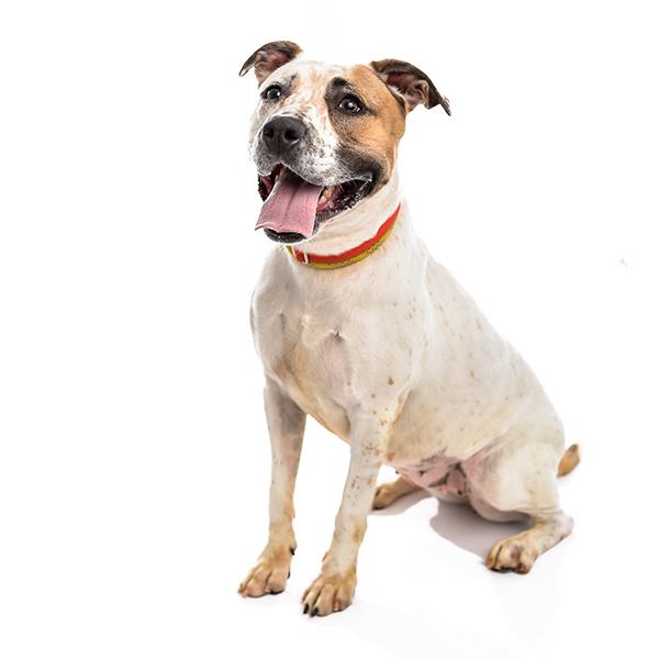 Briony, Adoptable, Adult Female Terrier.