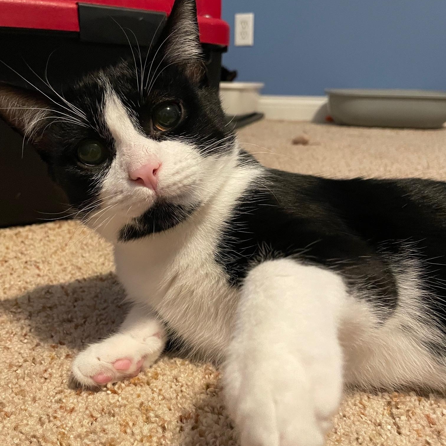 Fiyero, an adoptable Domestic Short Hair in Grove City, OH image 1/4